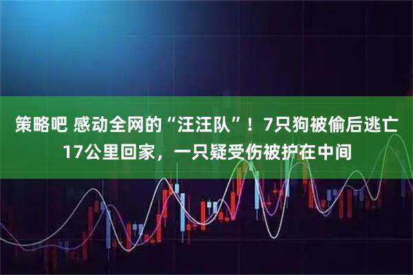 策略吧 感动全网的“汪汪队”!7只狗被偷后逃亡17公里回家,一只疑受伤被护在中间